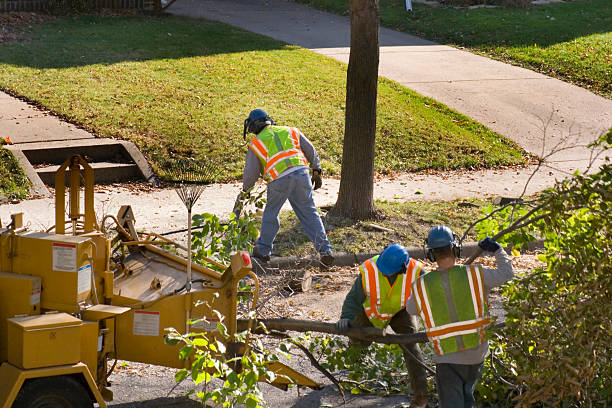 How Our Tree Care Process Works  in Savanna, IL